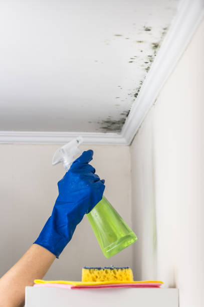 Best Asbestos and Lead Testing During Mold Inspection  in Haslet, TX